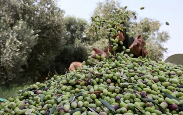 وزير السياحة ومحافظ مطروح يبحثان مهرجانًا لحصاد الزيتون والتراث البدوي