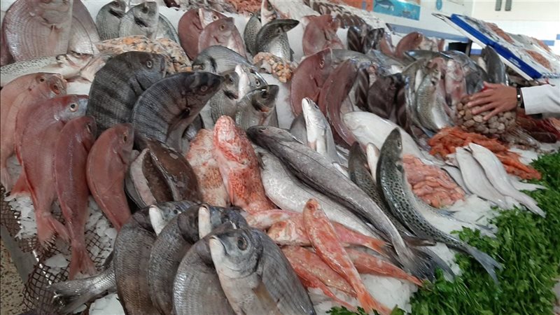 تباين أسعار الأسماك في سوق العبور.. تراجع البلطي وارتفاع الكابوريا والجمبري
