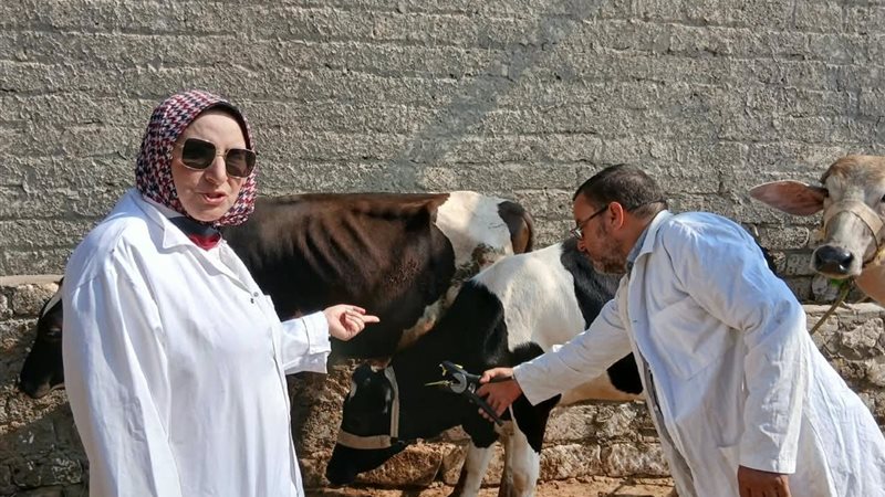 الزراعة: تحصين 2.04 مليون رأس ماشية ضد الحمى القلاعية والوادي المتصدع