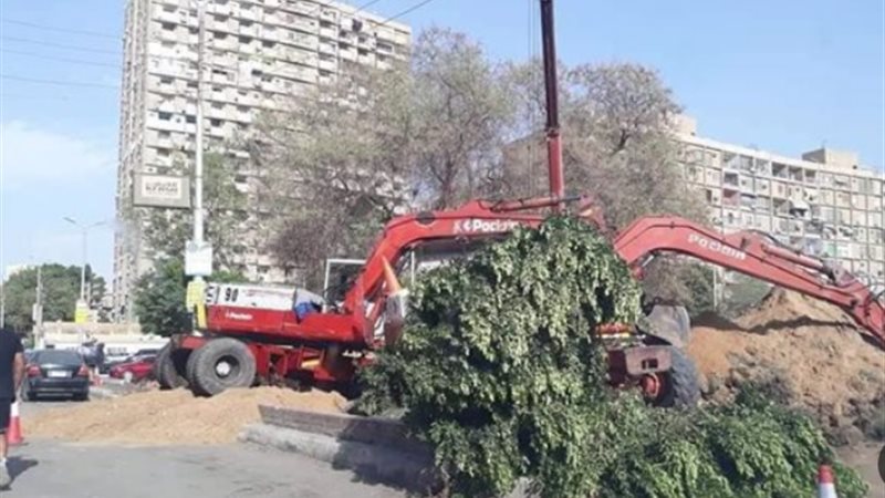 مها عبد الناصر تسائل الحكومة عن قطع الأشجار وتراجع المساحات الخضراء