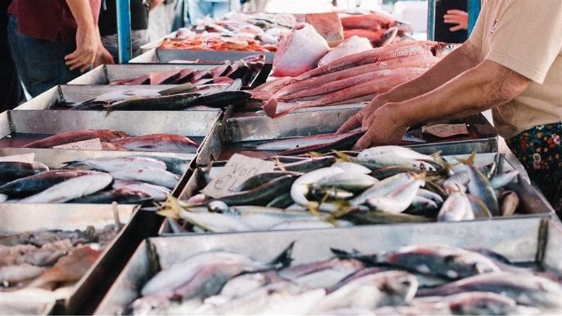 أسعار الأسماك في سوق العبور الأحد 13 سبتمبر 2026.. زيادات للمكرونة والكابوريا والجمبري