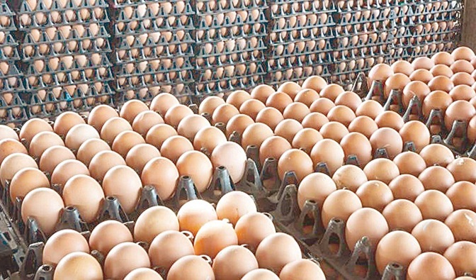 اتحاد منتجي الدواجن: ارتفاع أسعار البيض 90% والمنتجون لا يزالون يتكبدون خسائر