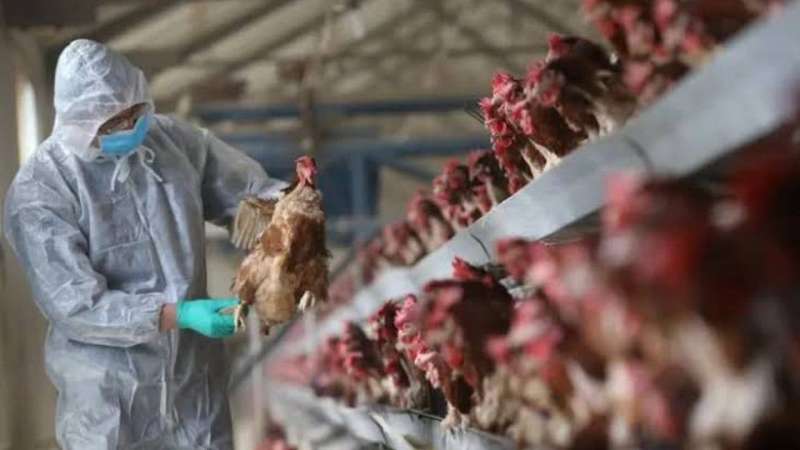 ولاية أميركية تسجل إصابات بشرية بإنفلونزا الطيور