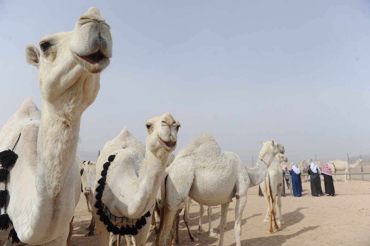 السعودية.. ضبط إبل خضعت لعمليات تجميل للمنافسة بمسابقة مليونية