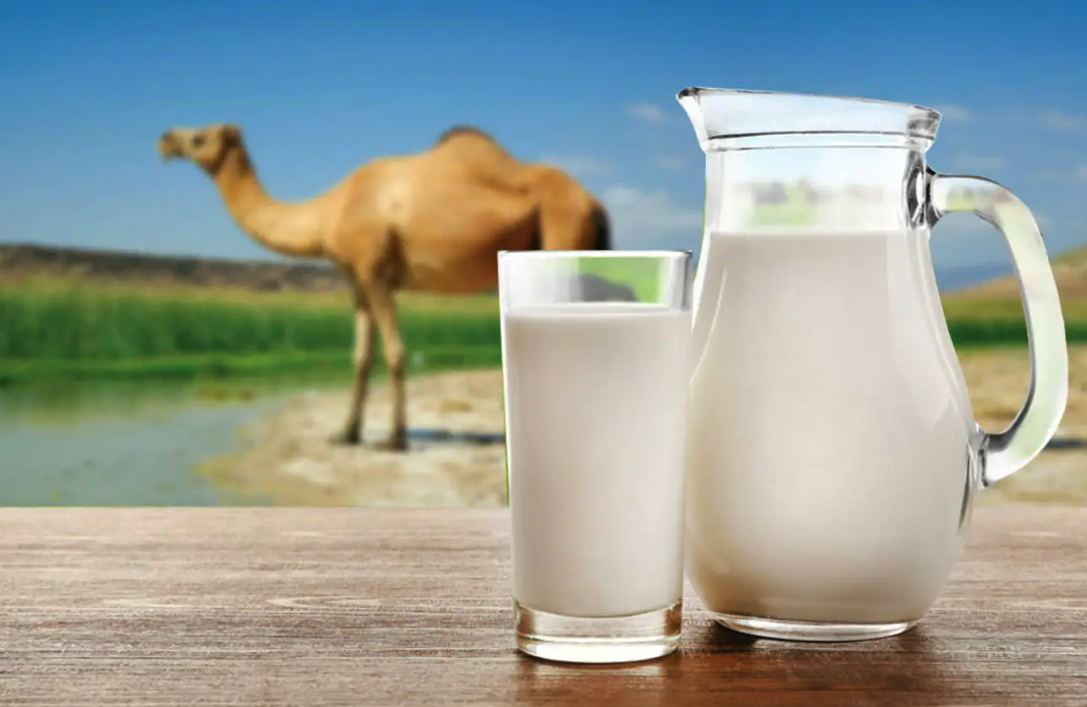 هل حليب الإبل يعزز المناعة .. اعرف فوائده لصحة الجسم