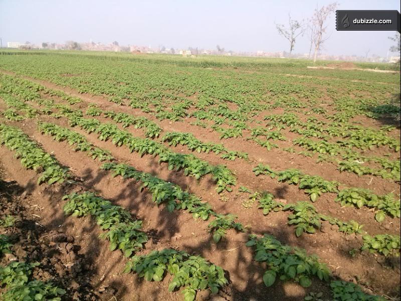 مزرعتك في مصر.. كل ما تريد معرفته عن مبادرة تنمية الريف المصري الجديد