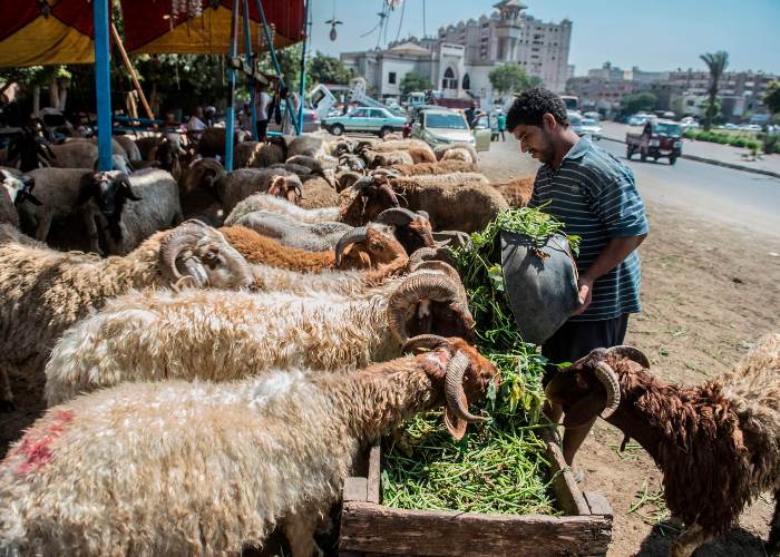 تعرف علي أسعار الخراف والأبقار الحية داخل شوادر التموين