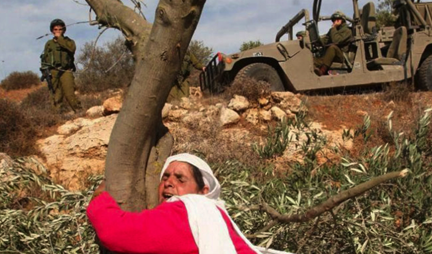 عقاب وحشي.. الاحتلال يقتلع أشجار الزيتون من الذاكرة الفلسطينية