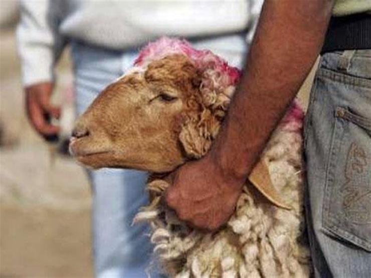 هل نهى النبي عن ذبيحة شهر رجب؟.. الإفتاء توضح
