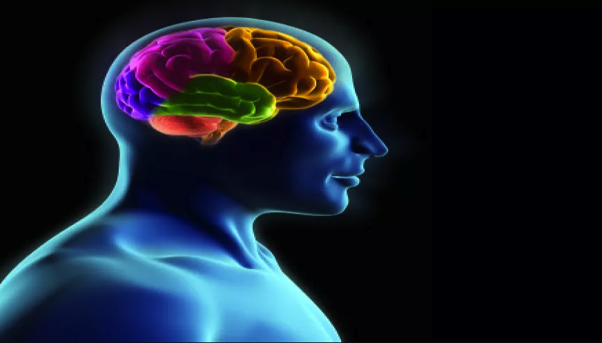 اتصالات الدماغ البيضاء.. سر النضوج العقلي في سن المراهقة
